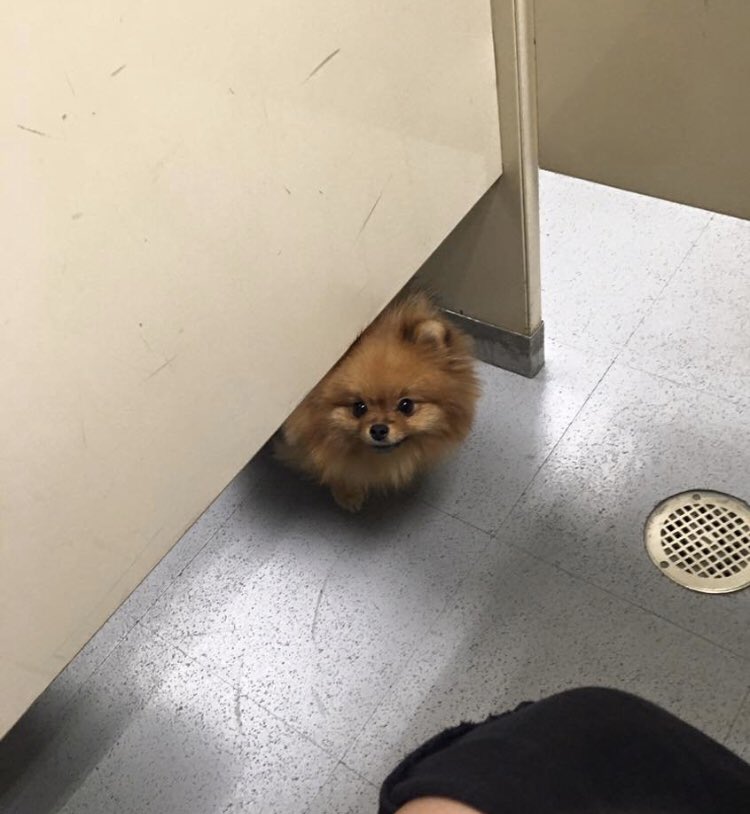 ran out of toilet paper but thankfully this lil mf was nearby