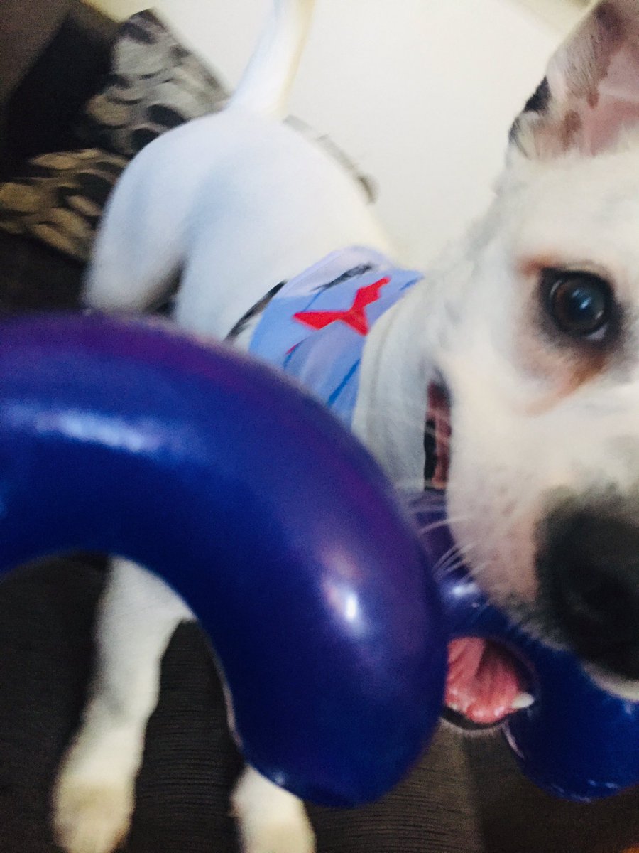 ashb0mb51793's tweet photo. Astro got his #bath today ! #Dog #pets #clean #grooming https://t.co/5bBtCkO2Gv