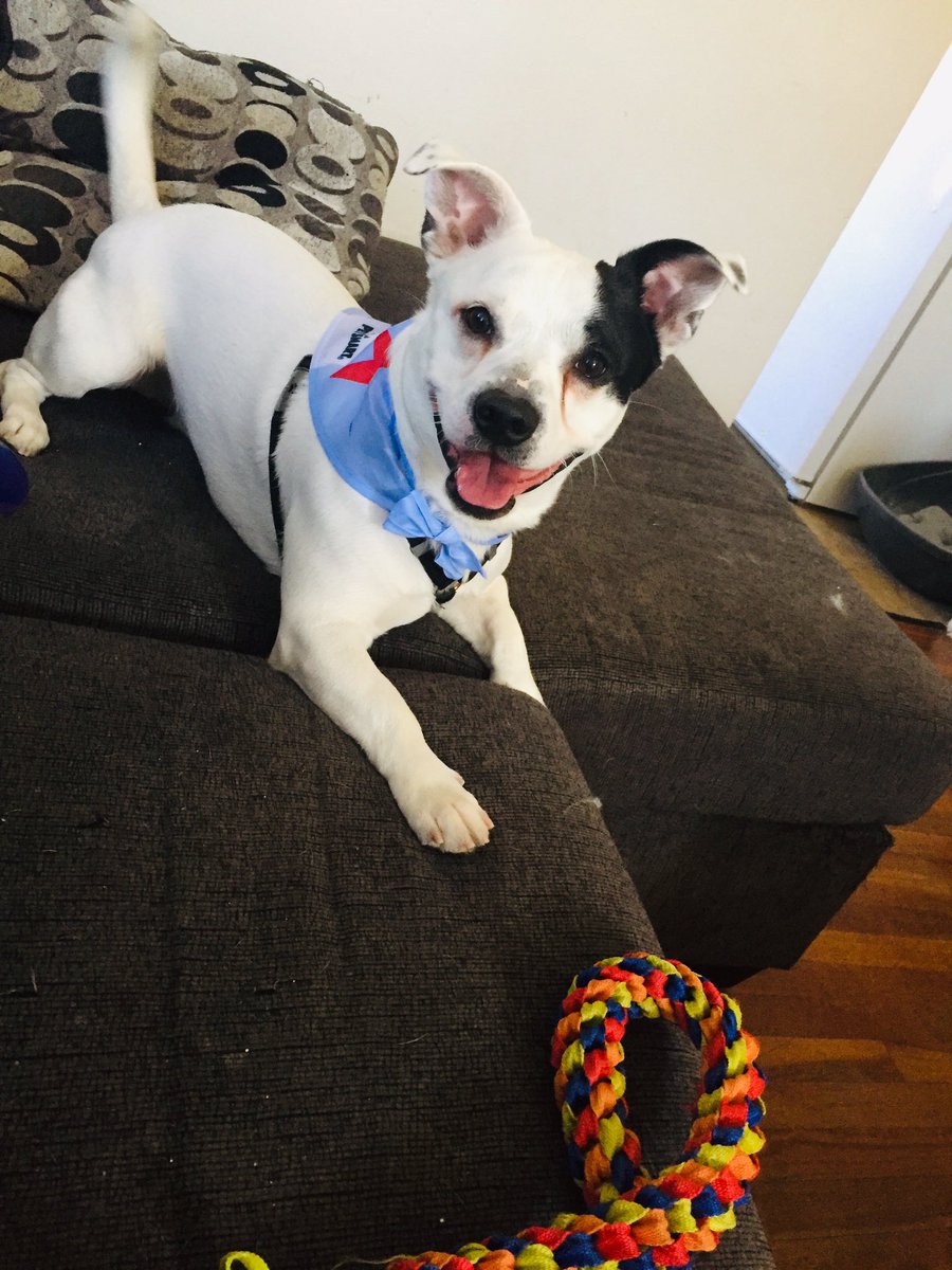 ashb0mb51793's tweet photo. Astro got his #bath today ! #Dog #pets #clean #grooming https://t.co/5bBtCkO2Gv