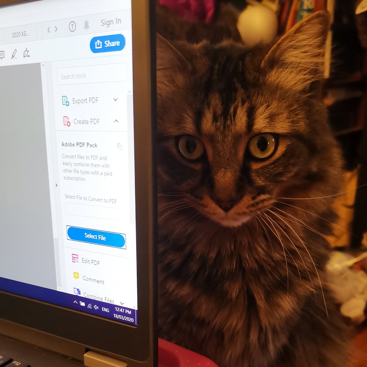 MGClark75's tweet photo. Anyone else being "supervised" as they try to work from home? #supervisorcat #DeanBean #CatsWithJobs #workfromhome #workfromhomechallenge #workfromhomepets https://t.co/dgMgkouPV3