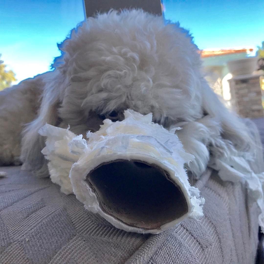 Melanyb12's tweet photo. Noooo @SirTeddyBrewski we need to the tp! #savethetp https://t.co/0Pzl1RnBfl