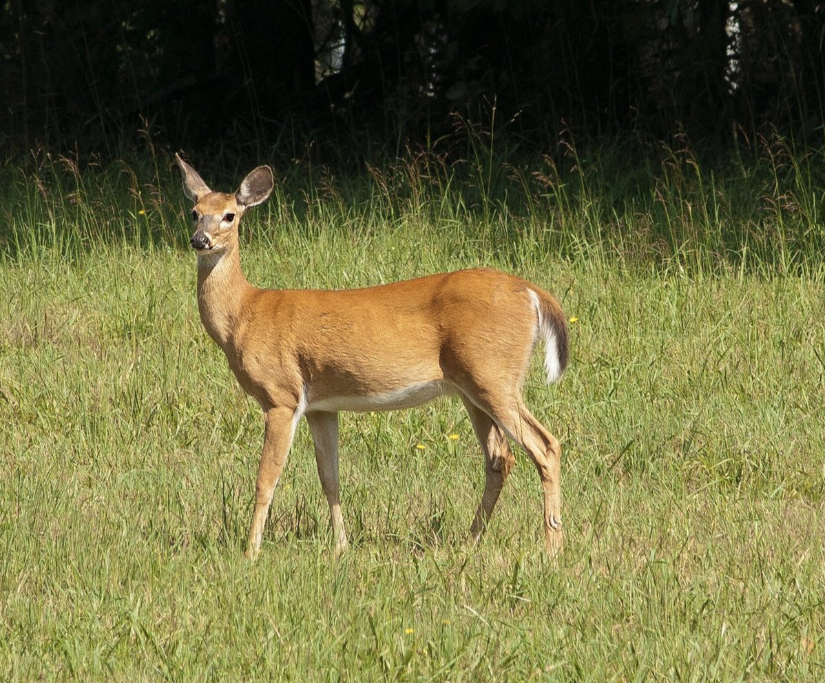 HIMaidenhead's tweet photo. Have you spotted any deers in the countryside near our hotel yet? 😍🙌 https://t.co/xrgfOQP4Hm