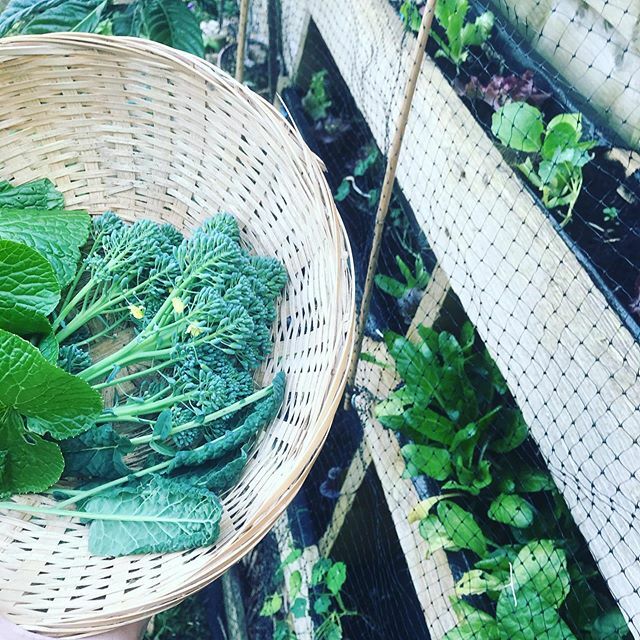 Danicocinitas's tweet photo. With all the craziness in the supermarkets I better grow it myself. #homegrown #gardenlondon #foodgarden #organicgardening #danisupperclub #salad #brocolli #vegetables https://t.co/DEiV3EXtXa https://t.co/cawSLTCtHA