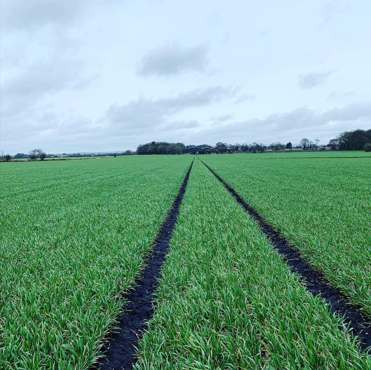 Agronomysilvers's tweet photo. Winter Wheats requiring weed suppression , Aphicide and Manganese when the weather improves next week @AgriiUK #springisaroundthecorner #cropwalkingtoday #backingbritishfarming #letsdothis2020 #weedspecturn https://t.co/XB1wjlvGxH