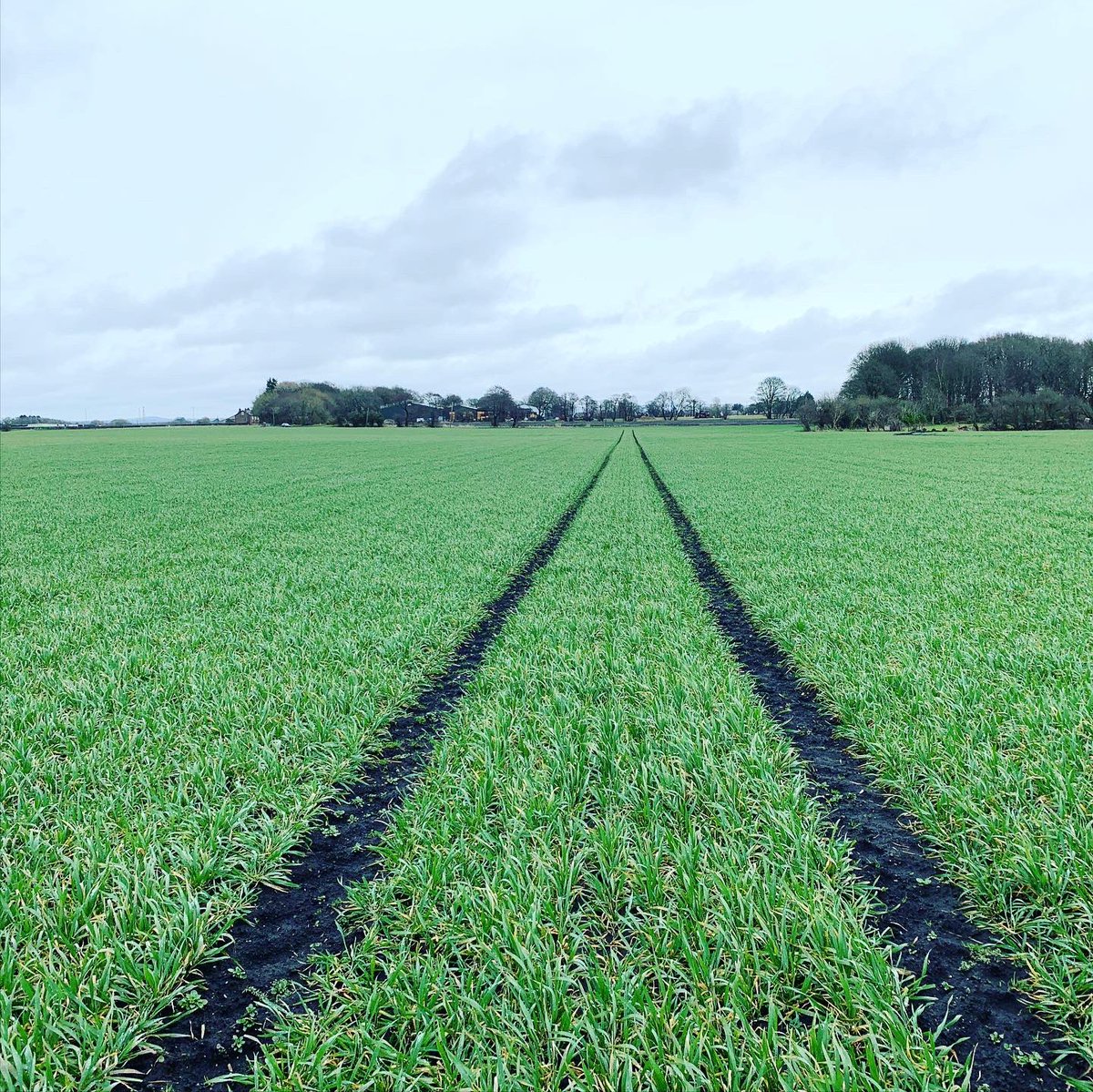 Agronomysilvers's tweet photo. Winter Wheats requiring weed suppression , Aphicide and Manganese when the weather improves next week @AgriiUK #springisaroundthecorner #cropwalkingtoday #backingbritishfarming #letsdothis2020 #weedspecturn https://t.co/XB1wjlvGxH