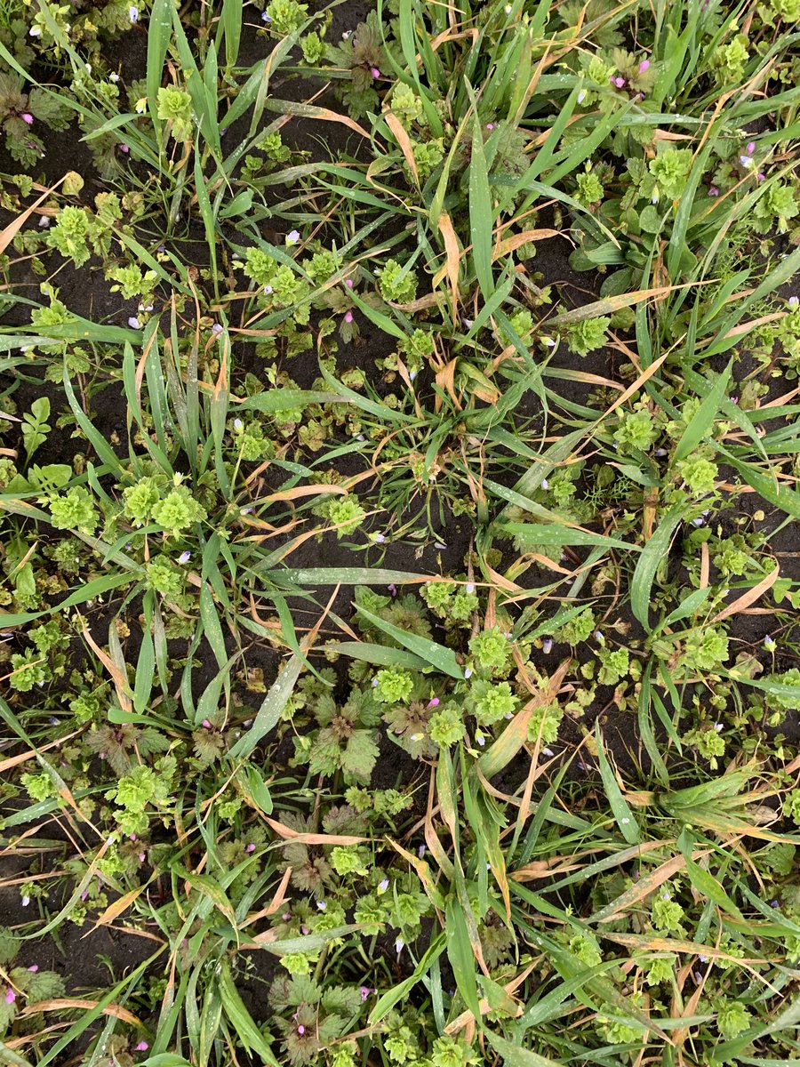 Agronomysilvers's tweet photo. Winter Wheats requiring weed suppression , Aphicide and Manganese when the weather improves next week @AgriiUK #springisaroundthecorner #cropwalkingtoday #backingbritishfarming #letsdothis2020 #weedspecturn https://t.co/XB1wjlvGxH