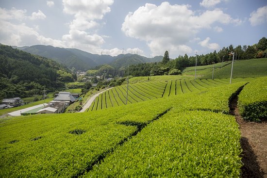 Imported from places all over the worlds, Rishi Tea brings you the best quality and best tasting tea around!  Call or contact representative to add some to your next order!