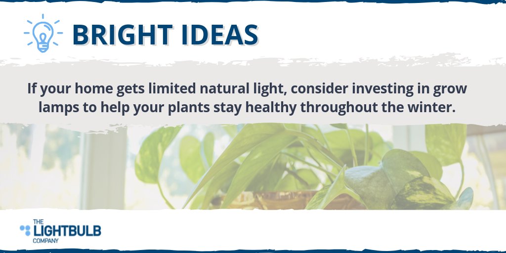 LED and fluorescent grow lights specialize in full-spectrum or blue and red wavelengths to help plants thrive beyond simple maintenance light, allowing them to blossom and grow out-of-season. buff.ly/33o9f2d

#BrightIdeasBlog