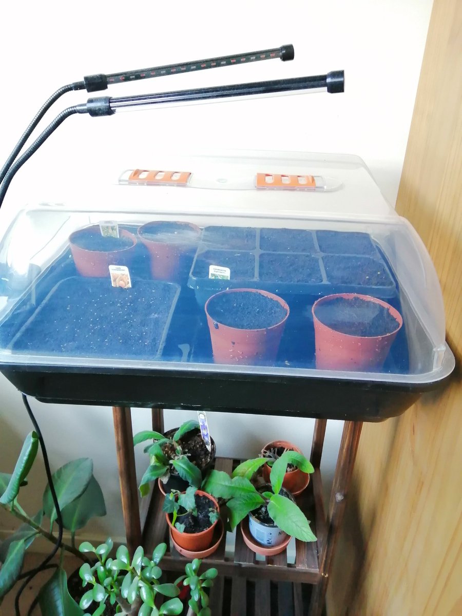 jonoDavCol's tweet photo. Being productive today. The start of this years sowing. Cape gooseberries, courgettes, canary creeper and morning glory. Roll on summer! #seeds #propagation #veg #flowers https://t.co/sJgrCix3rt