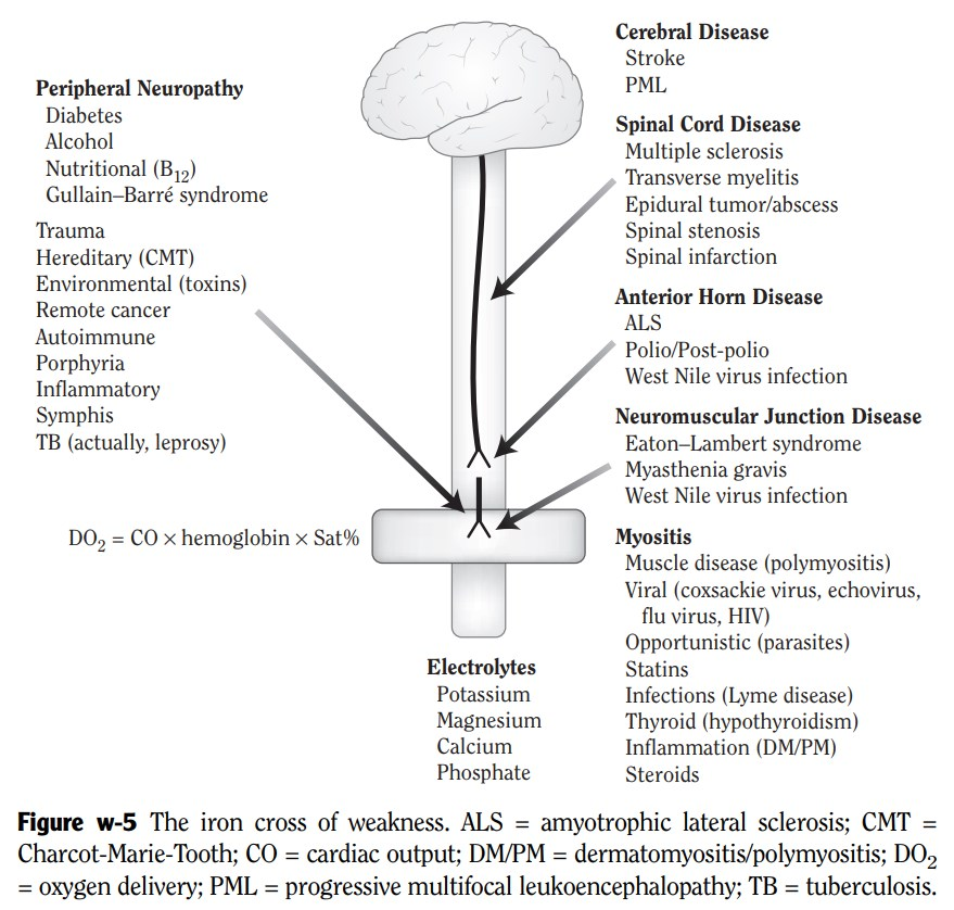 - The brain forms the "top" of the iron cross
- The nervous system forms the majority of the vertical board
- Muscles, Electrolytes, and physiology around oxygen delivery to tissues make up the other 3 ends of the cross

Thinking of it this way opens up an organized DDx: