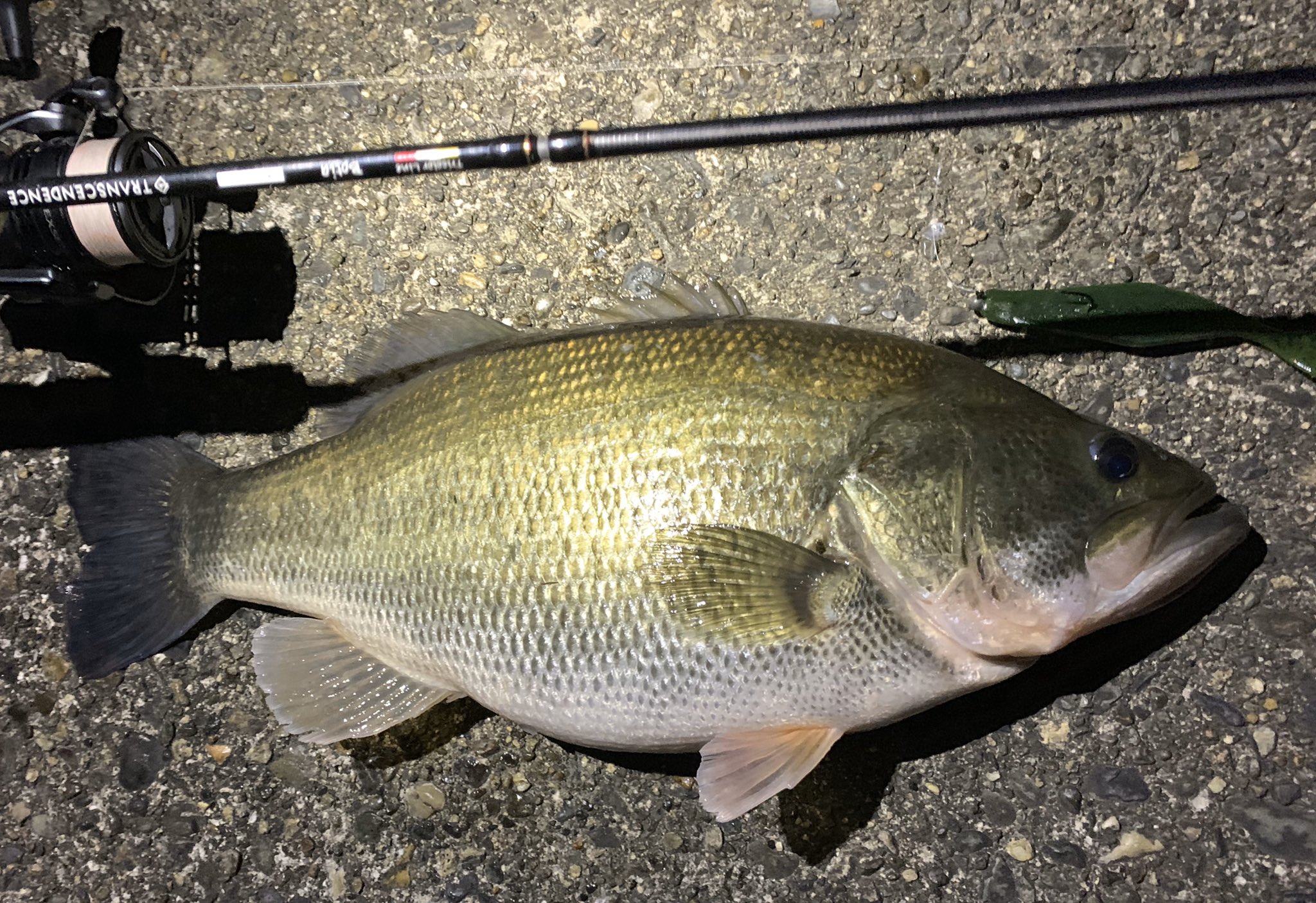 ビックリマン高田雄介 ちなみにこの魚はスピニングpe リーダーはグランドマックスリーダーの8lb こういう釣りは絶対にpe がよかったっす リーダーの長さは約6m ロッドはボティア Peの浮く力は時によって大きな武器になりますね T Co