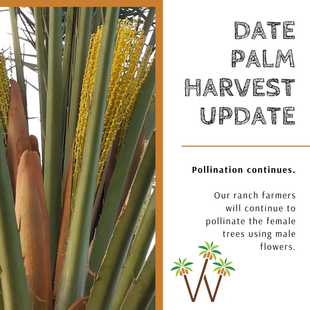 FOLLOW THE DATE HARVEST Subscribe to our monthly newsletters to get a sneak peak into what's going on in the farm every month! woodspurfarms.com #woodspurfarms #welivedates #datefruit #datepalm #palmtree #cultivation #organicfarming