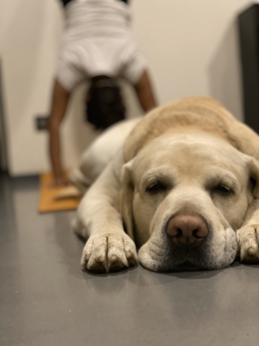 #LukeSkywalker completely ignoring my efforts of #HandstandChallenge His #beautysleep is most important #workingfromhome #workingoutathome #COVID2019india #whenindoubtworkout #momwholifts #lifeofaworkingmom