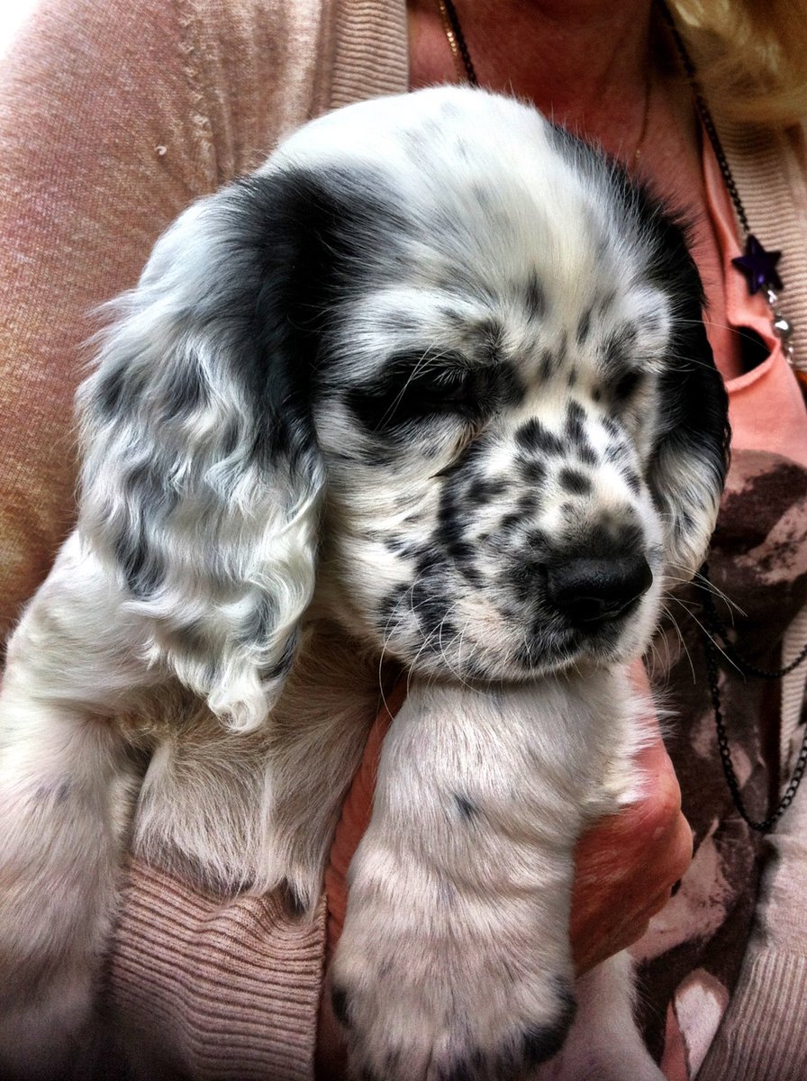jenniflowerwed's tweet photo. @LearNonsense Here’s our Jasper when he was a puppy. He cheers everyone up! Best dog in the world! Happy birthday Rosie! 🥳 https://t.co/v5I4AyPMQo