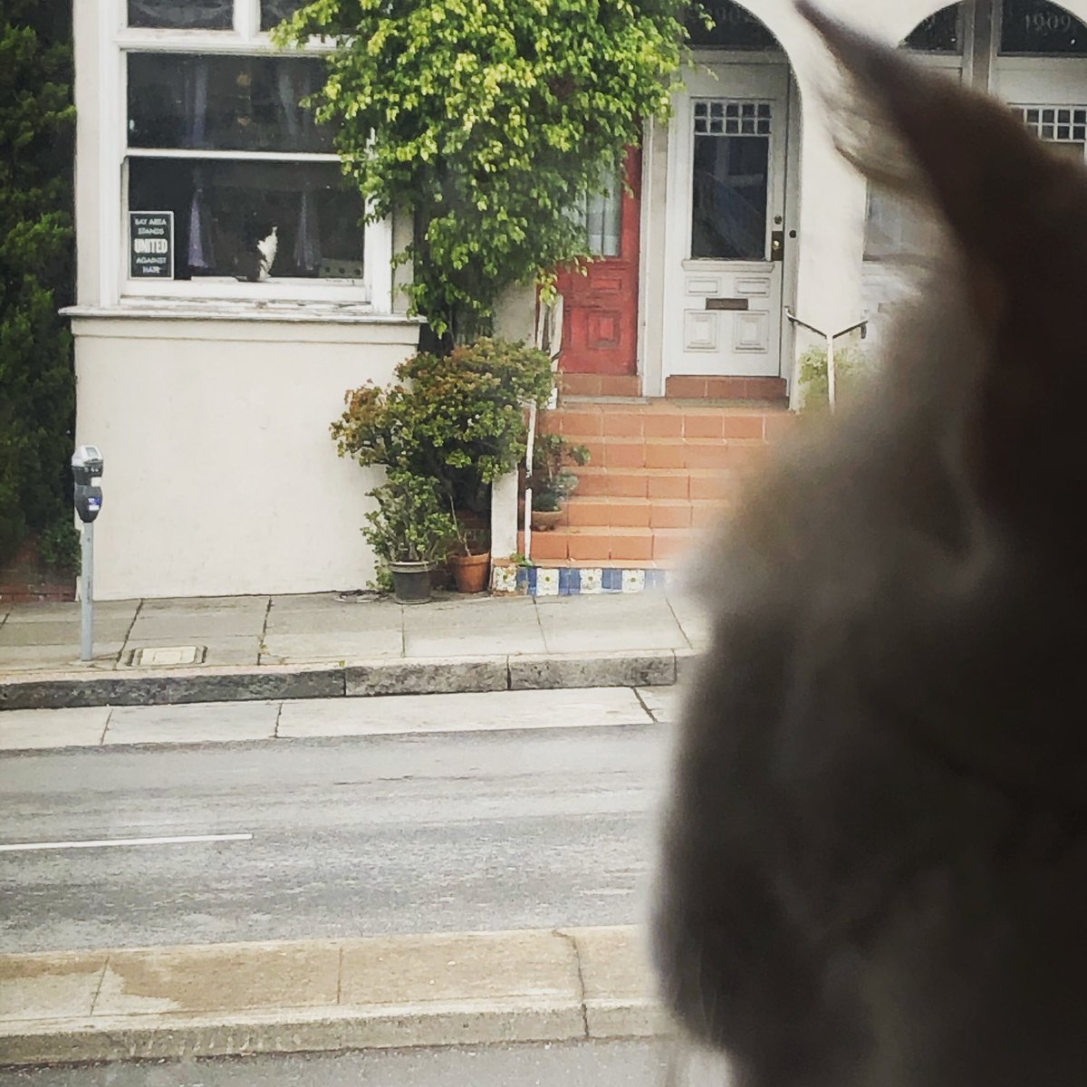 LoMeowChenko's tweet photo. Duuuuuddddessss.....Tuxie and I are planning our escape from the SF shelter in place! π±πΏπΎ
#DigATunnel #NarcoCats #WhatTheFluffWednesday #GottaGetTheNip #NotTheSocks #HaathiOnSockMountain #WithDadGuy #SendSnacks #AndToiletPaper #WeGoodOnNipAndLitter https://t.co/zQhI9iRBij