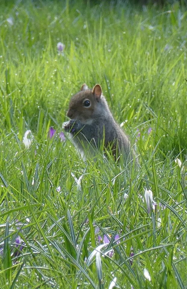 LovetheHemp's tweet photo. Q. How do you catch a unique squirrel?
A. Unique up on him 😂
Q. How do you catch a tame squirrel?
A. Tame way! 😁#smile #HappyWednesday  #itsgonnabeokay https://t.co/xiBRD79w6g