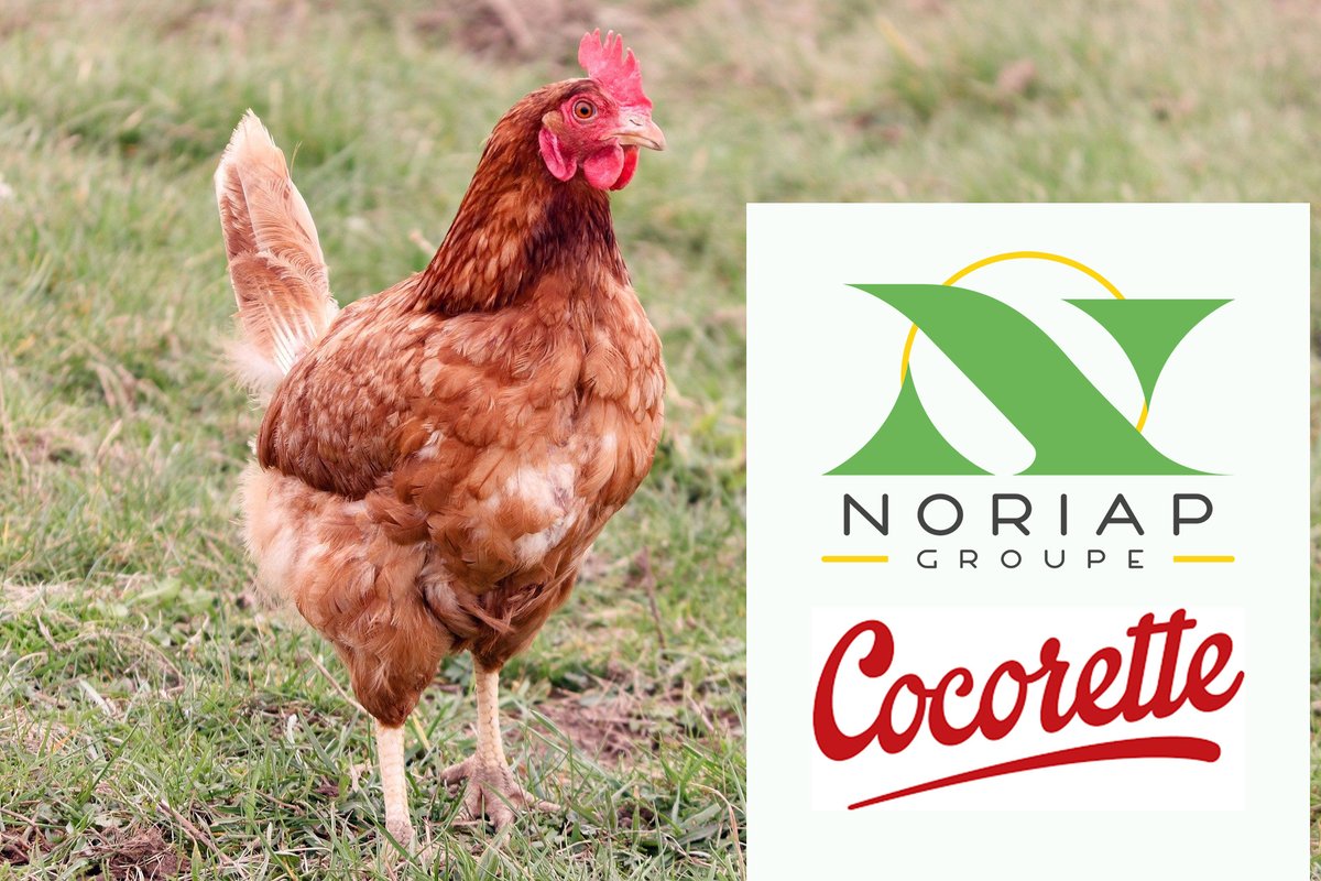 noriapcoop's tweet photo. - Info Groupe - @noriapcoop acquiert la majorité au capital de #Cocorette afin de constituer aux côtés de Pascal Lemaire un socle actionnarial #coopératif diversifié intégrant les différents acteurs régionaux de production. https://t.co/RD7JcNTYZZ