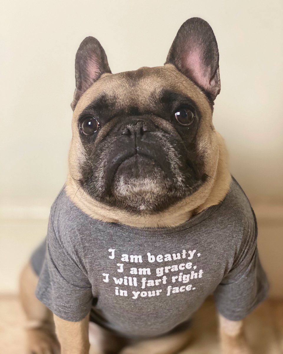 frenchie_chunki's tweet photo. @LearNonsense Happy birthday 🥳 https://t.co/C4uf728NPT