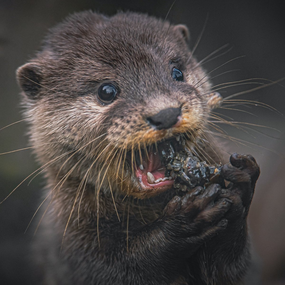 Chester Zoo tweet media