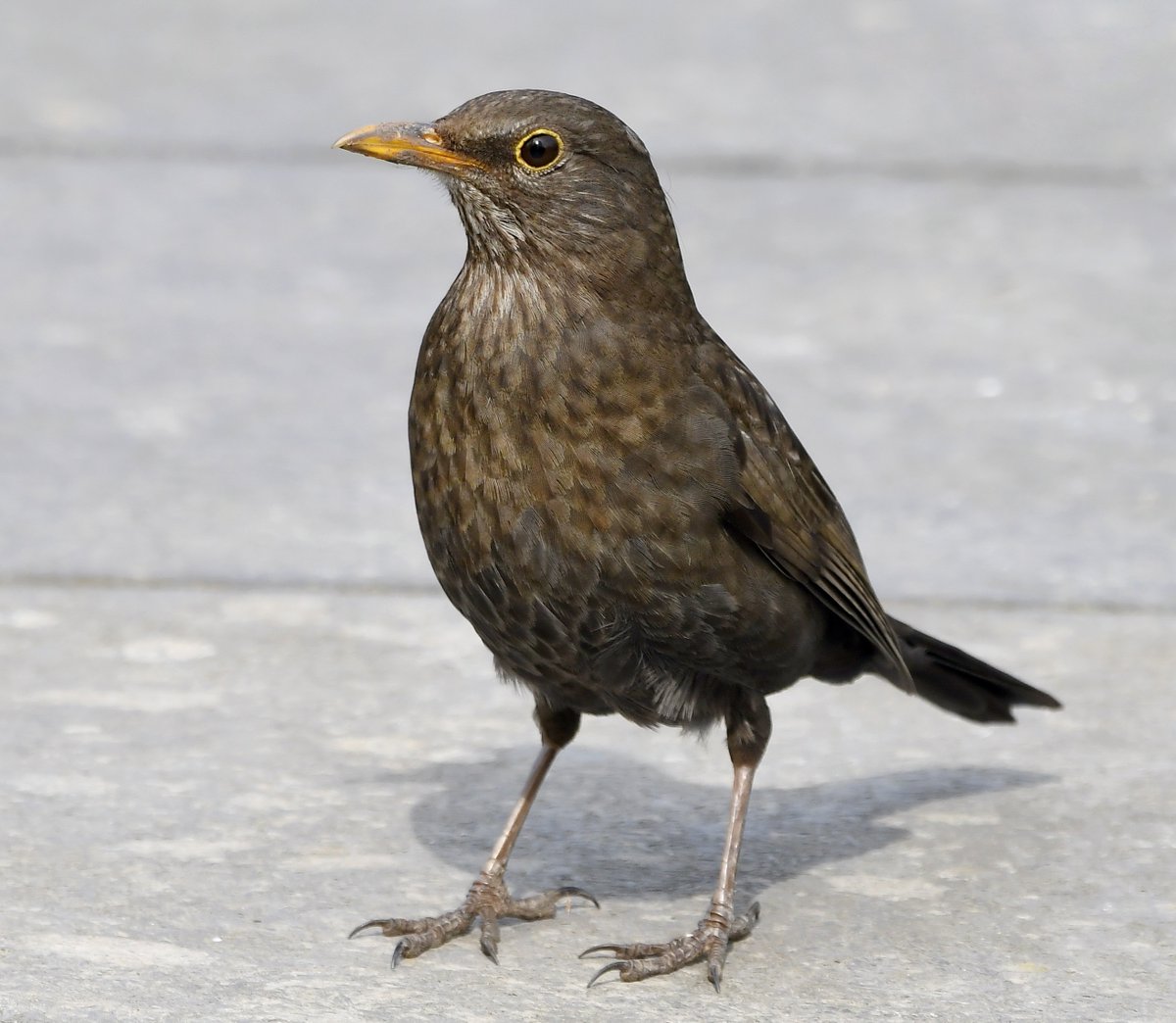Blackbird. Male is a handsome black bird (hence the name!)Female is a mottled brown.The male has a beautiful song. Common in gardens, especially ones with lawns.  #SelfIsolationBirdWatch 