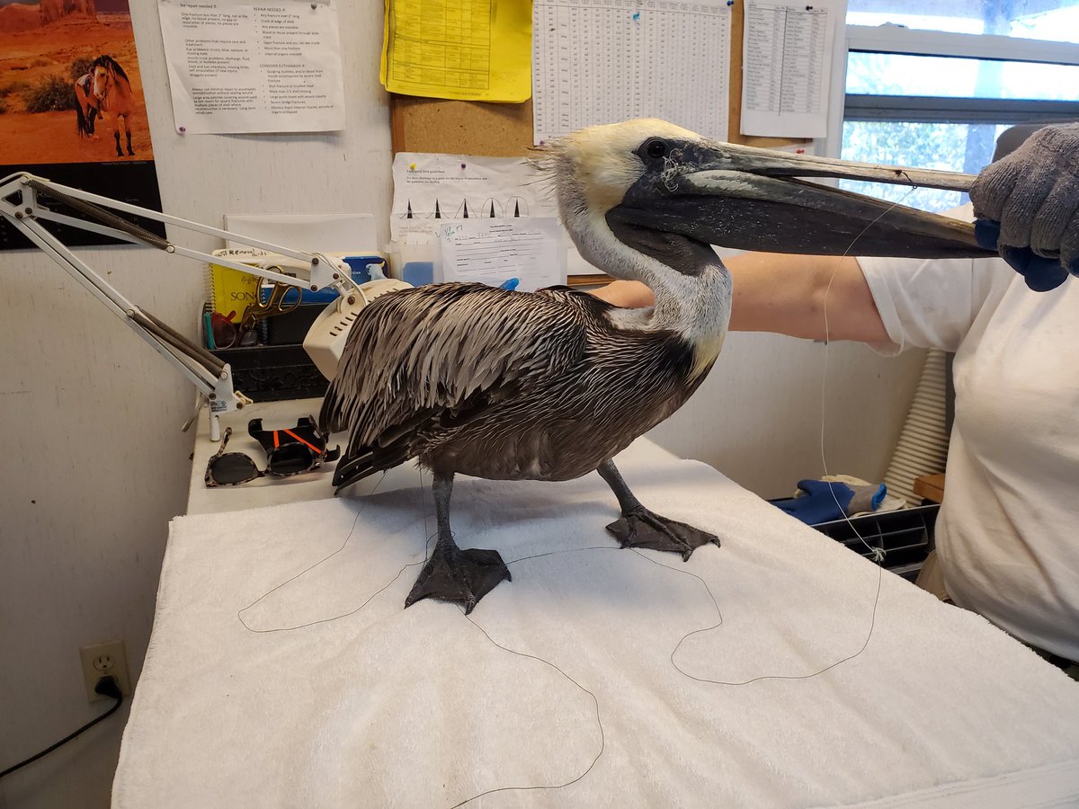 We were able to make the rescue of this adult female Brown Pelican this morning at the Galleon Marina. Capt. Mike was able to make the rescue off of his flats boat. This bird was in distress with multiple fishing hooks and line on its bill, face, and body. All have been removed.