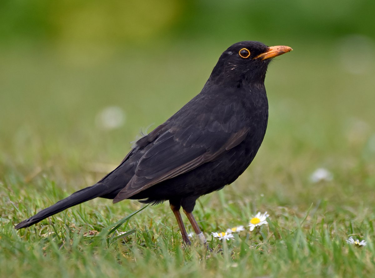Blackbird. Male is a handsome black bird (hence the name!)Female is a mottled brown.The male has a beautiful song. Common in gardens, especially ones with lawns.  #SelfIsolationBirdWatch 