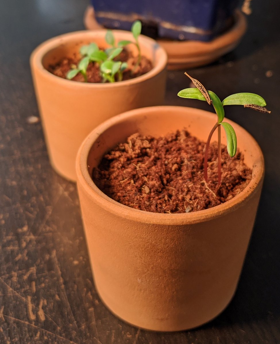 The cosmos sprouts are so tall! The second one popped up so quickly! Forget me nots are doing well and growing strong! 