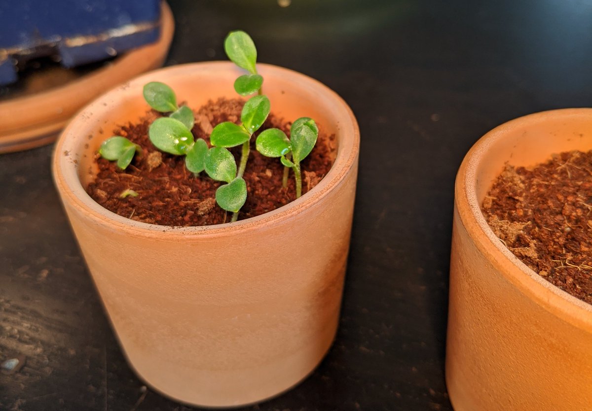 The cosmos sprouts are so tall! The second one popped up so quickly! Forget me nots are doing well and growing strong! 