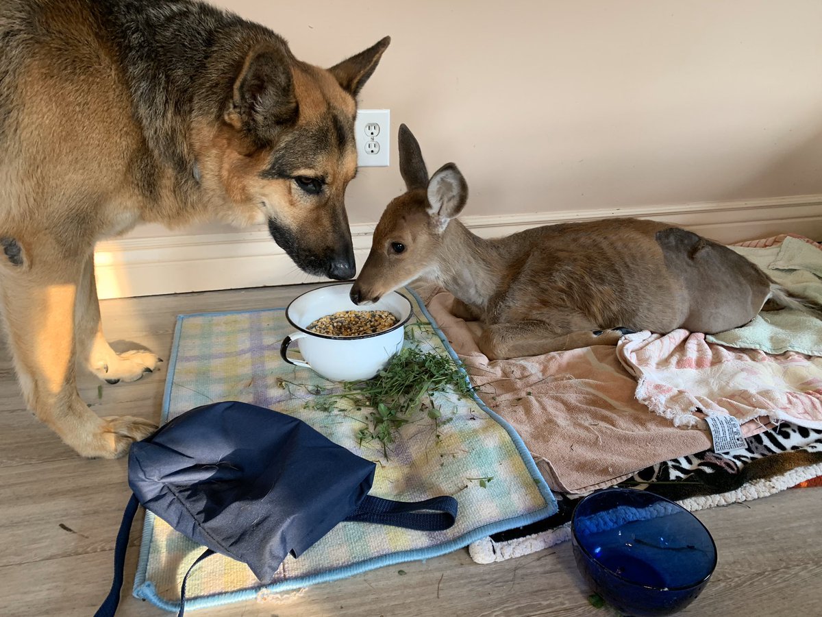 WeRateDogs tweet media