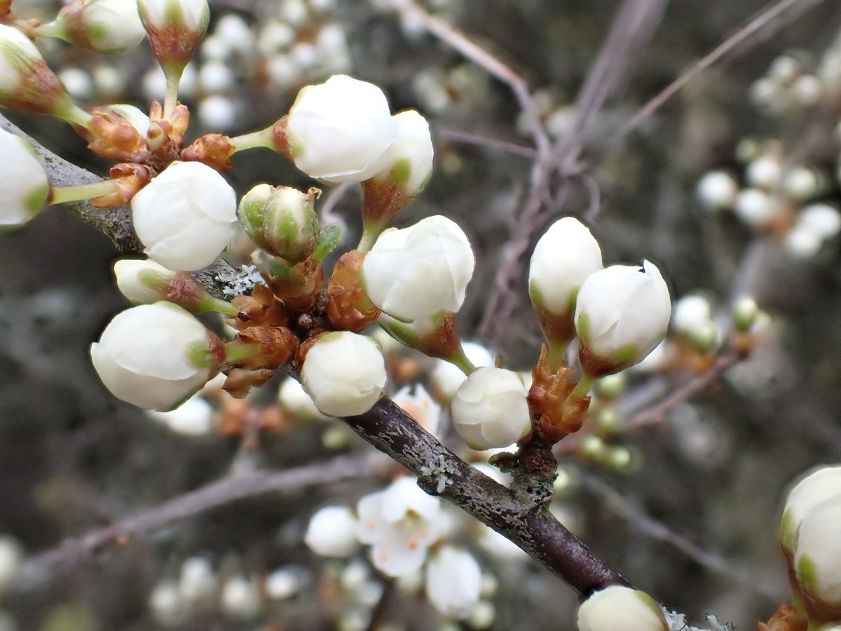Aliceparfitt's tweet photo. Blackthorn in flower at Filsham Reedbed to lift the spirits. Sadly a bit too cool for any insects to be visiting though. https://t.co/0k68vfpHBJ