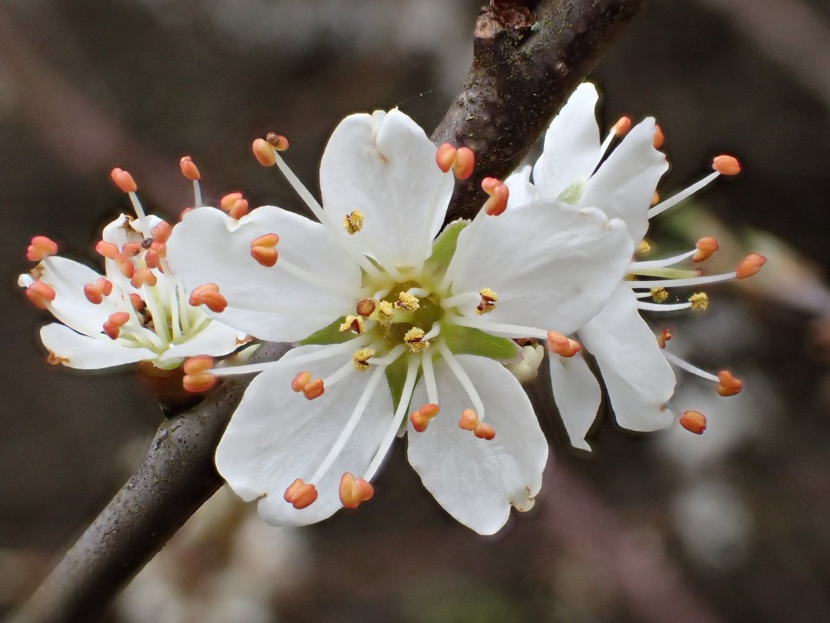 Aliceparfitt's tweet photo. Blackthorn in flower at Filsham Reedbed to lift the spirits. Sadly a bit too cool for any insects to be visiting though. https://t.co/0k68vfpHBJ