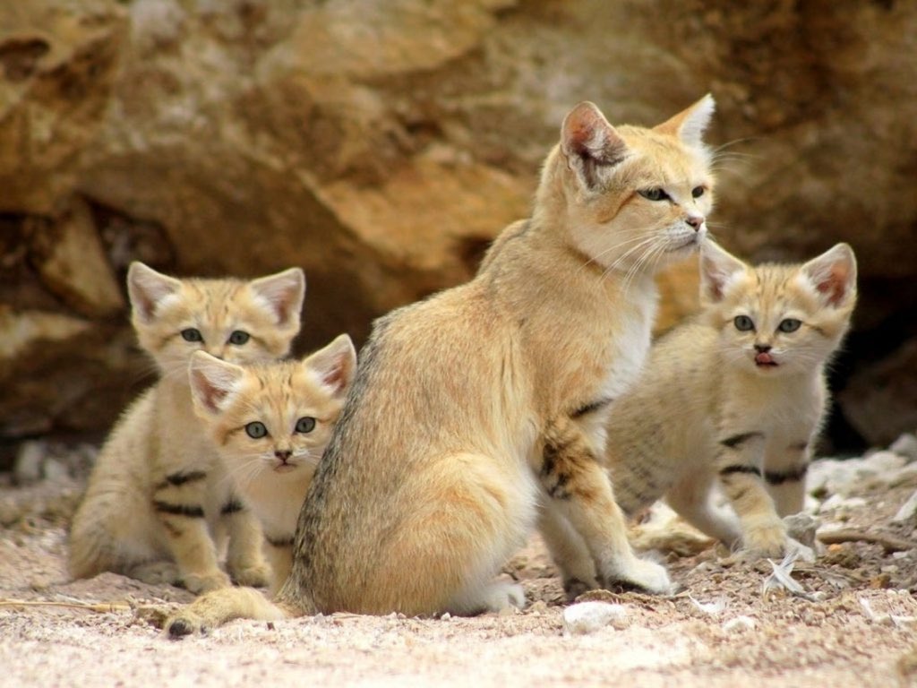 Here’s some much needed cuteness for today. Sand cats live in the deserts of Africa and the Middle East, and are incredibly adapted to a desert climate as they can go weeks without water. Habitat destruction is a concern, but they are not endangered, thank god.