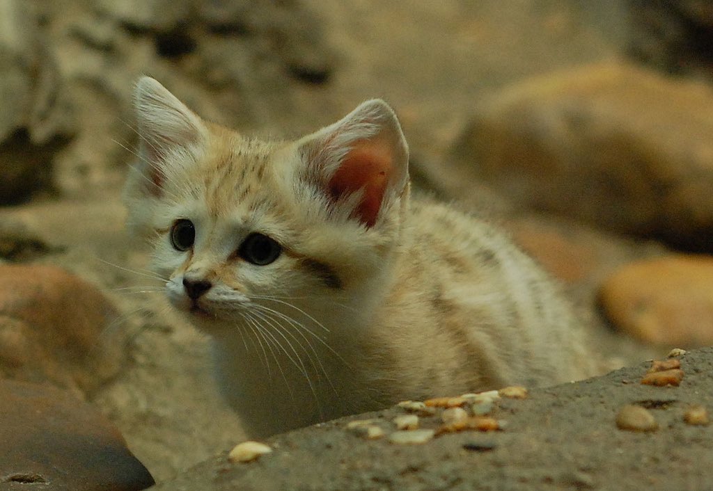 Here’s some much needed cuteness for today. Sand cats live in the deserts of Africa and the Middle East, and are incredibly adapted to a desert climate as they can go weeks without water. Habitat destruction is a concern, but they are not endangered, thank god.