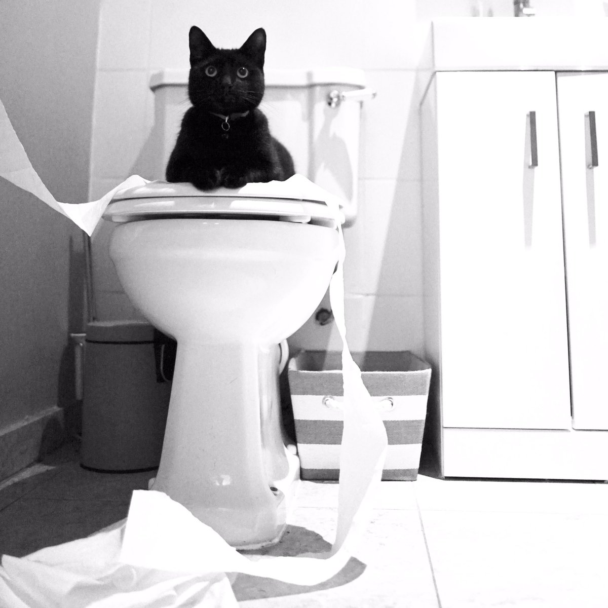 PrueLoney's tweet photo. @Number10cat This was last month...we now shut the bathroom door 🧻 https://t.co/rJ28s5QO40
