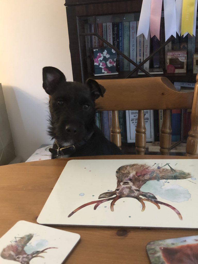 Rachaels91's tweet photo. @LearNonsense Cookie sat waiting for her dinner! 🐶Happy birthday for tomorrow Rosie! 🥳 https://t.co/62PJwk0Mq9