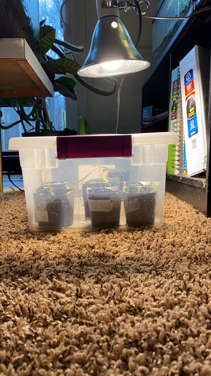 New idea for quarantine: impromptu vegetable garden. Take scraps and seeds from various fruits and vegetables you eat and see what grows. 1 plastic container and a household lamp. Keeps you occupied and develops a greater appreciation for the food we are consuming!