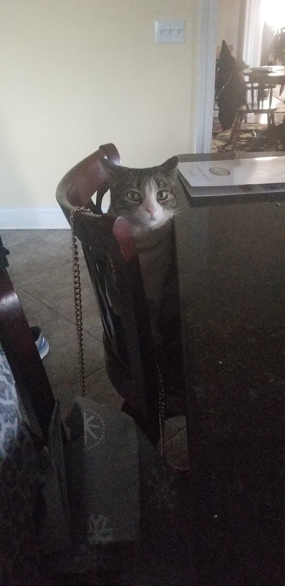 CritikalCat's tweet photo. Needless to say I think my cat has usurped me for favorite Grandchild https://t.co/oZx0lXIVLU
