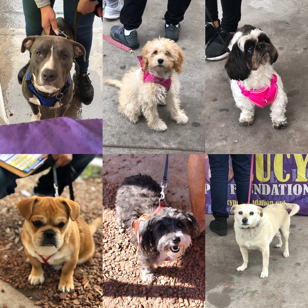 LUCYPETFDN's tweet photo. If there ever was a time for adorable dog pics, that time is NOW!! We hope everyone is safe and healthy and that these pups bring a smile to your face during this difficult time ❤️ https://t.co/DBLEO6hxxV