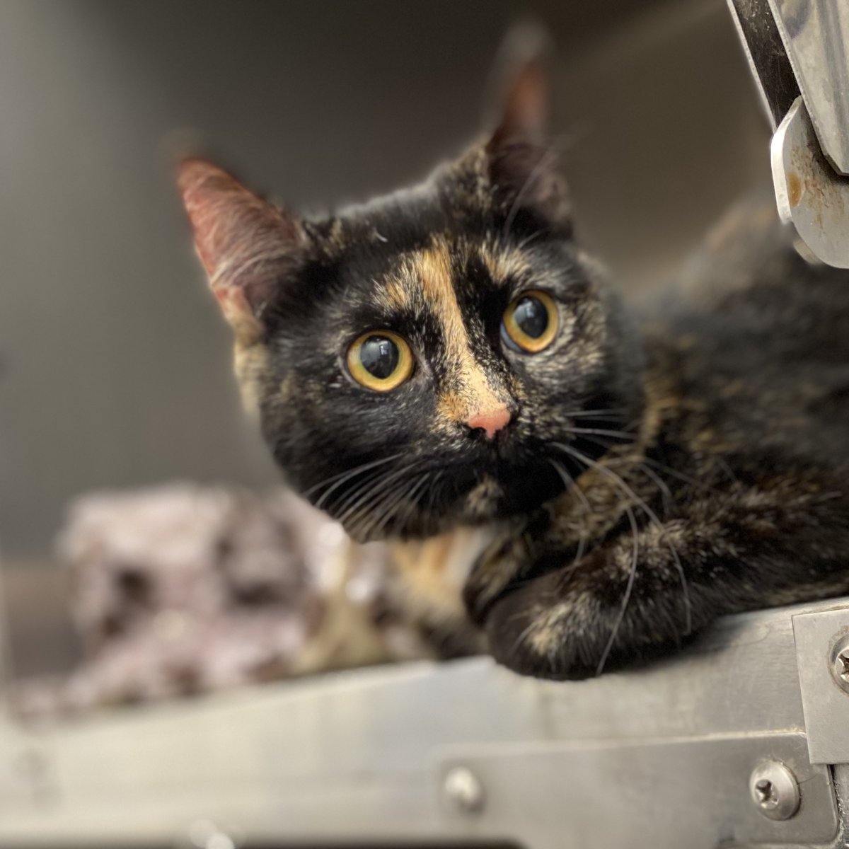 Gorgeous Mia after her spay and microchip!

🐱🐾

#vets4pets #barnsleyvets4pets