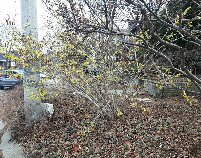 underleafdesign's tweet photo. I know that for whatever reason we all rely on groundhogs, but this! This is the true indicator of when spring begins. 
And a bright spot amongst the craziness... #spring #springhassprung #ULDneighbours #forsythia #landscape #plants #landarch #garden #to… https://t.co/diWiCVtZtz https://t.co/3Zp7DcCzKY