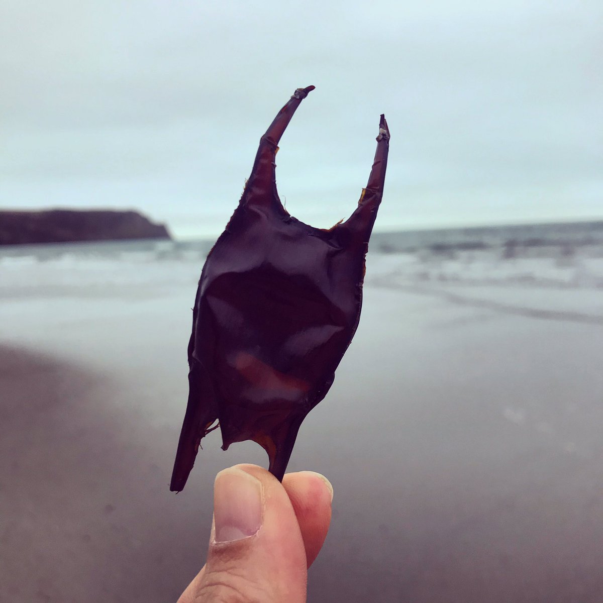 ThreeBaysWild's tweet photo. Found one!
(Think itβs a thornback ray...) Thereβs no emoji for skates, rays, and catsharks, which is quite disappointing. So hereβs a puffer fish π‘
#MermaidsPurse #EggcaseHunt #BeachRangers #GreatEggcaseHunt https://t.co/hB4wYlnawB