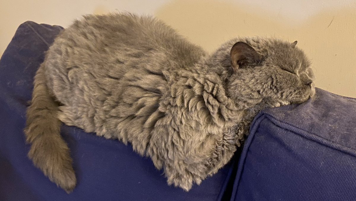 MoaT75's tweet image. One must always ensure your head is properly supported.... #CatsOfTwitter #notcomfortable #Magnus 😺