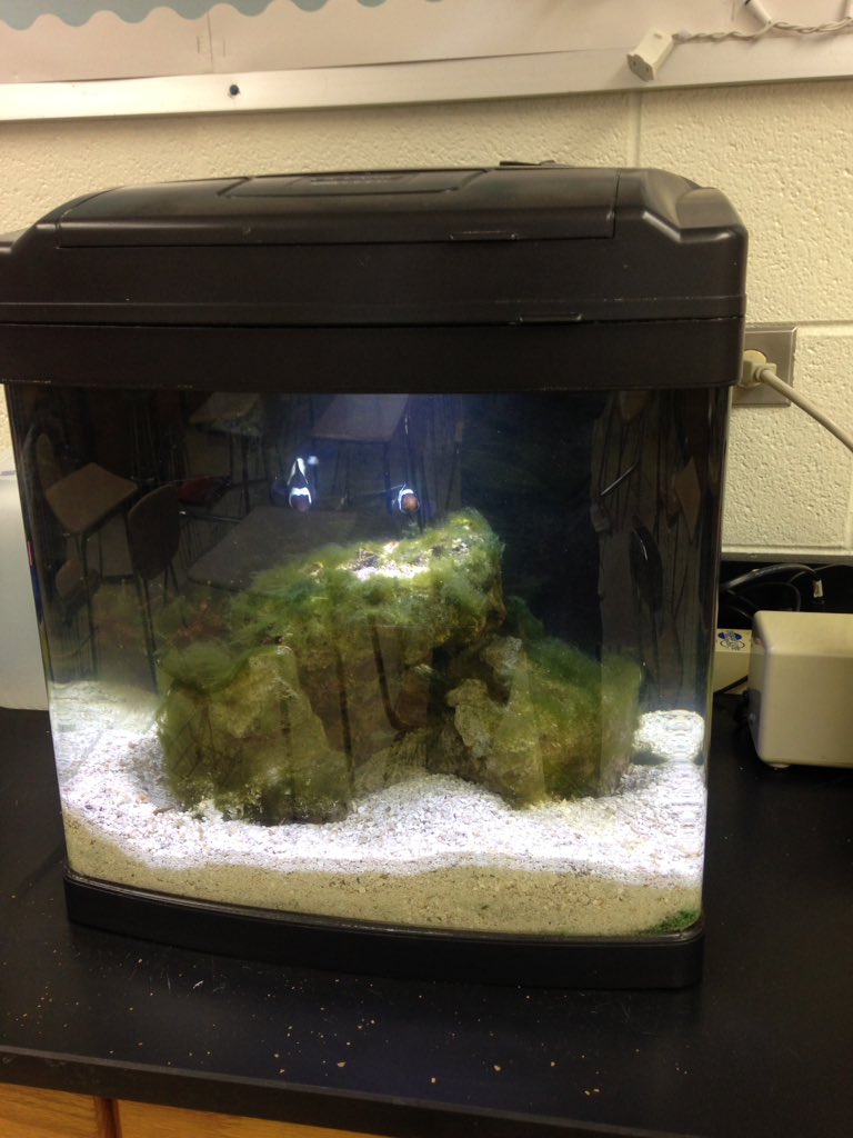 phsccwildcats's tweet image. Mrs. Pohlmann has entrusted me to take care of Lurch, Hoover and her two prized clown fish Sushi and Sashimi. So far so good...