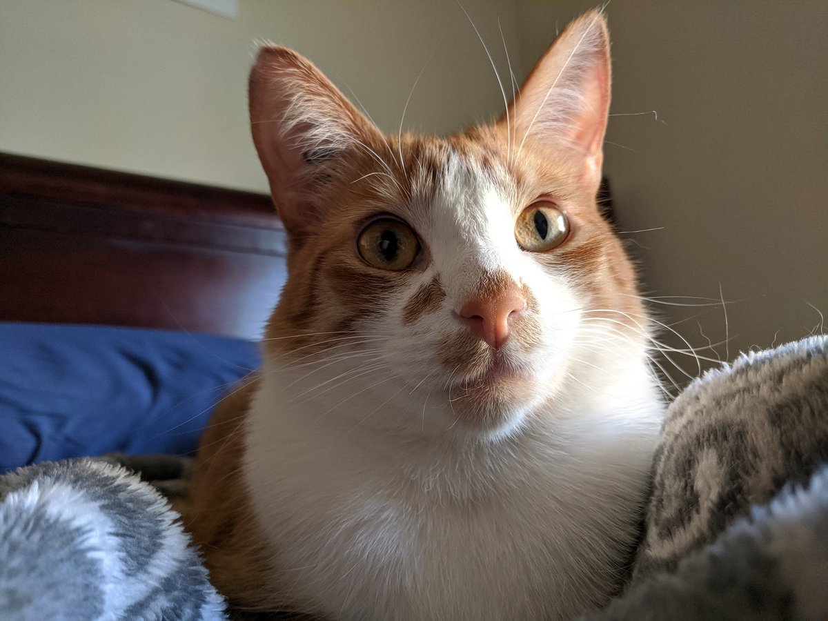 Minnie1318's tweet photo. @LearNonsense I have two fur babies. This is Max, he's a Momma's boy. His brother by bond, not blood, is my handsome boy Rupert. Rupert, or as I call him Ru-bear, is shy and chill so he's more like his hooman daddy. https://t.co/4sXaz4LQr2