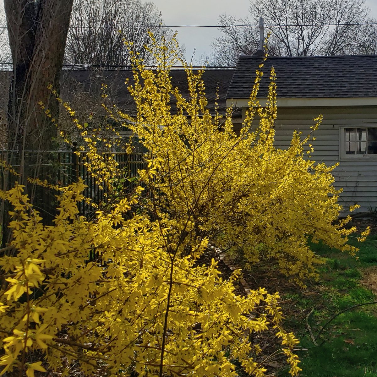 HTECwenonah's tweet photo. The forsythia are in full bloom at the rectory. What signs of spring and new life have you seen this week?

#episcopal #church #wenonah #nj #dionj #southjersey #gloucestercounty #christian #episcopalian #anglican #spring #flowers #newlife #bloom #forsythia https://t.co/V9SJhGXJAv