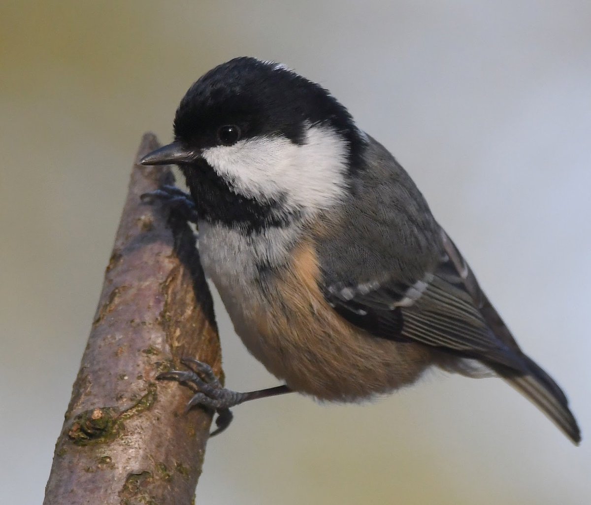 Coal Tit. Small Tit, usually seen in ones or twos in the garden. They have a peachy coloured belly & flank, and a white patch on the back of their neck.Rather fond of pine trees.  #SelfIsolationBirdWatch 