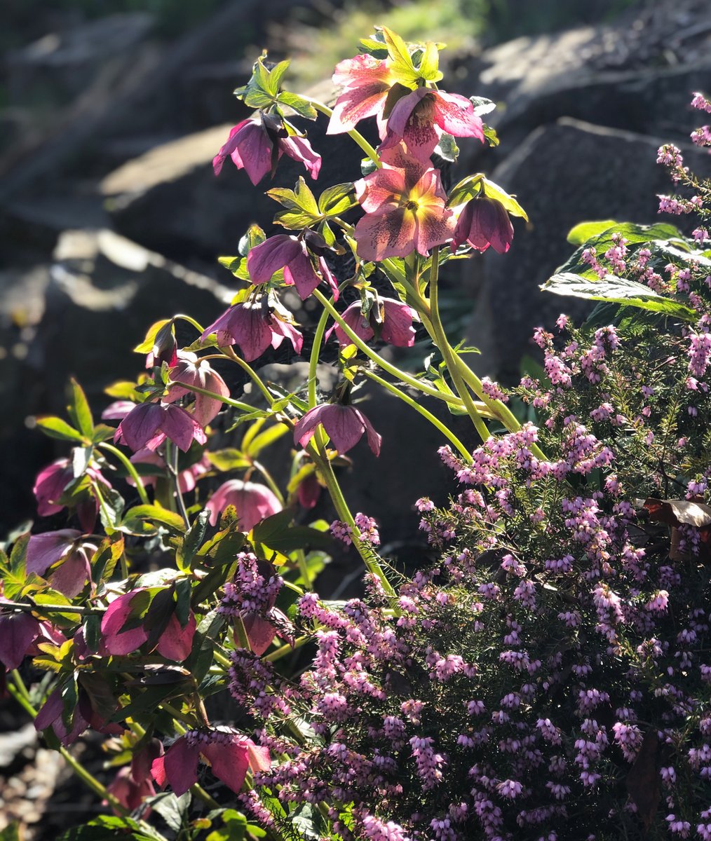 today's flower picture/poem duo, brought to you by Phillip Larkin: