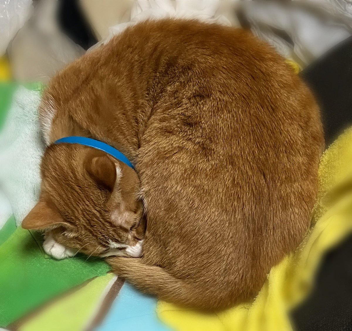 夜驚症 Twitter Search