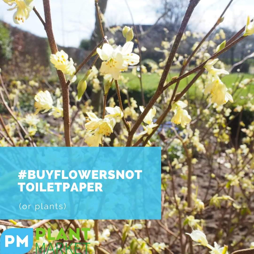 Now is the time to go outside and enjoy a nice garden full of beautiful plants! #buyflowersnottoiletpaper #buyplantsnottoiletpaper #plantmarket #plants #spring #stayhomechallenge