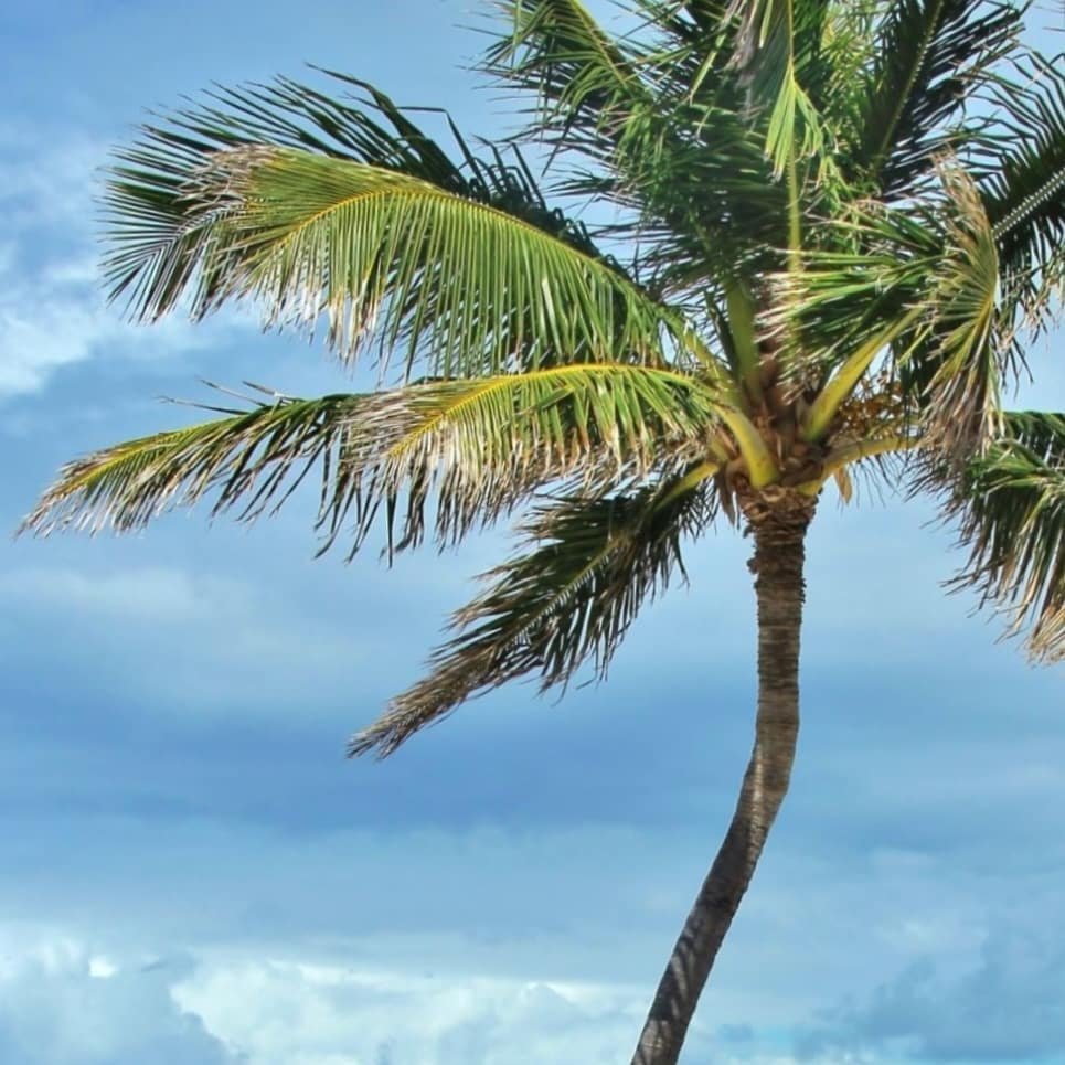 SurfsideCharter's tweet photo. The day is what you make it! So why not make it a great one? 🌴🌊⛵
https://t.co/Nb4eZSw9sP |
1-345-516-7873 |
charters@surfside.ky
#staystrong #staysafe #yourpieceofparadise #beautifuldestinations #caribbeanluxury #surroundedbywater #amazingplaces https://t.co/ZJabpqXXNW